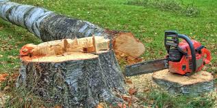 Best Arborist Consultation Services  in Canby, OR