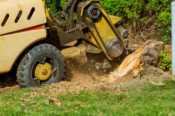 Organic Lawn Care Solutions in Canby, OR