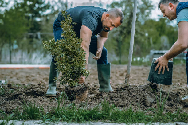 Best Tree Removal  in Canby, OR