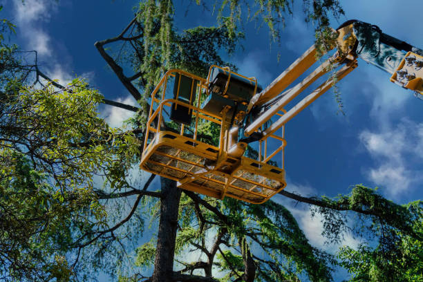 Best Lot and Land Clearing  in Canby, OR