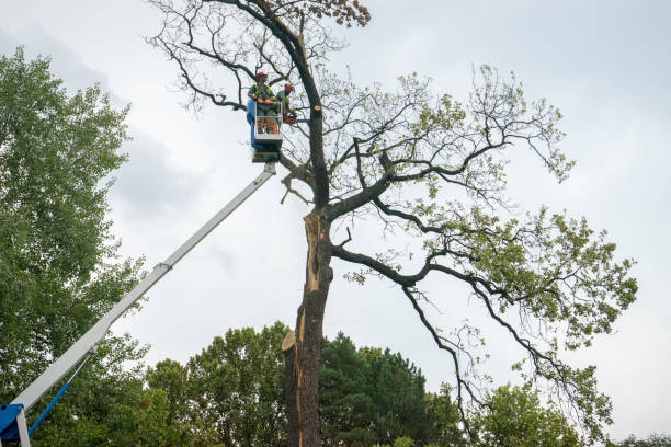 Best Tree Cabling and Bracing  in Canby, OR
