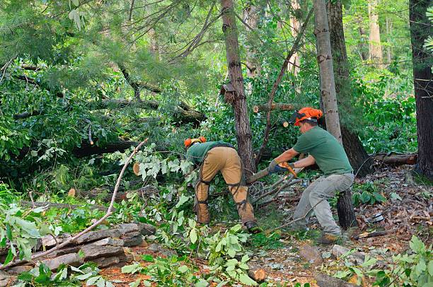 Best Leaf Removal  in Canby, OR