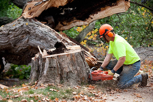 Best Aeration Services  in Canby, OR