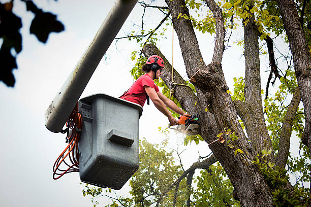 Best Tree Preservation Services  in Canby, OR