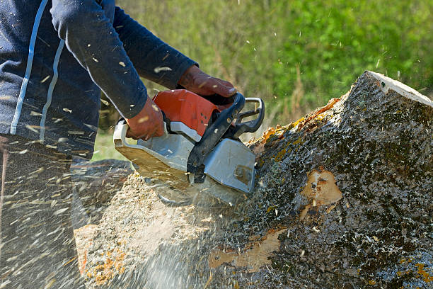 How Our Tree Care Process Works  in  Canby, OR